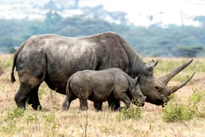 Tê giác đen châu Phi
