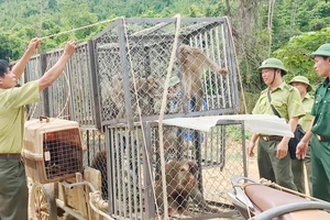 Thả 12 cá thể khỉ vào Vườn Quốc gia Vũ Quang