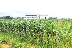 Một trang trại do Chính phủ Hàn Quốc hỗ trợ tại Gurye