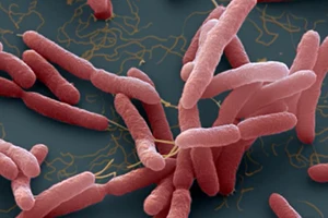 Bộ Y tế cảnh báo phòng ngừa vi khuẩn “ăn thịt người”