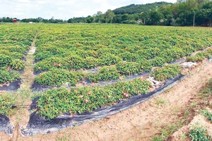 Cánh đồng trồng sâm Báo tại xã Vĩnh Hùng (huyện Vĩnh Lộc, Thanh Hóa)