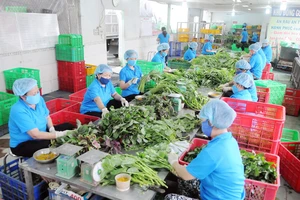 Chế biến rau cung ứng tham gia BOTT tại HTX Phước An, huyện Bình Chánh, TPHCM. Ảnh: CAO THĂNG