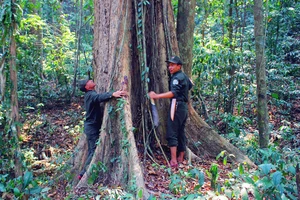 Nỗ lực giữ rừng giáng hương trăm tuổi