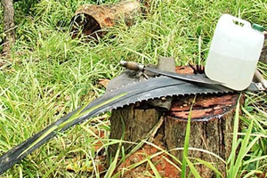 Xem xét trách nhiệm của kiểm lâm trong vụ “xẻ thịt” hơn 100m³ gỗ ở Gia Lai
