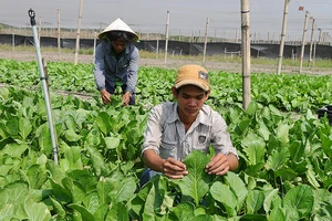 Rau VietGAP trồng tại huyện Củ Chi, TPHCM. Ảnh: CAO THĂNG