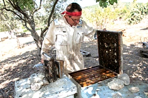 Một trang trại nuôi ong tại Israel