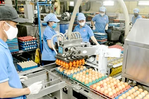 Sử dụng robot chế biến trứng gia cầm, cung ứng thực phẩm bình ổn thị trường tại Công ty CP Vĩnh Thành Đạt, TPHCM. Ảnh: CAO THĂNG