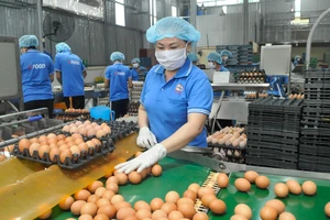 Doanh nghiệp tại TPHCM chế biến nguồn trứng gia cầm từ ĐBSCL, cung ứng bình ổn thị trường. Ảnh: CAO THĂNG