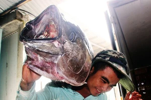 Việt Nam nỗ lực chống đánh bắt cá bất hợp pháp