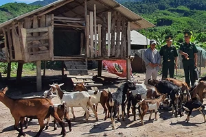 Nhờ Thiếu tá Nguyễn Tiến Dũng hướng dẫn kỹ thuật chăn nuôi mà gia đình anh Hồ Xuân Bảy ở xã Trung Sơn, huyện A Lưới, tỉnh Thừa Thiên - Huế đã vươn lên thoát nghèo