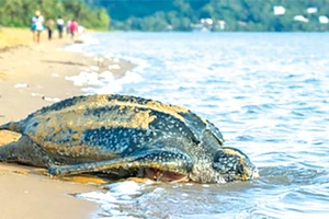 Tổ rùa biển quý hiếm tại Ecuador