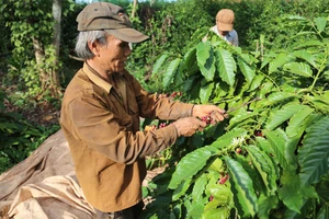 Nhiều nhà vườn tại TP Buôn Ma Thuột (Đắk Lắk) có năng suất cà phê giảm khoảng 30%. Ảnh: ĐÔNG NGUYÊN