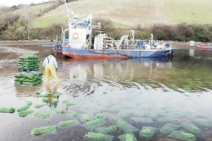 Thả thực vật phù du nuôi trai tại một trang trại biển ở Ireland