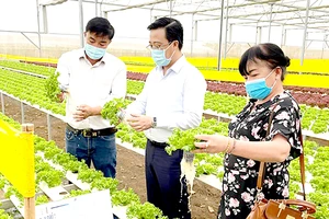 Lãnh đạo Sở Công thương TPHCM thực tế tại một trang trại trồng xà lách thủy canh ở Lâm Đồng để cung ứng thị trường tết