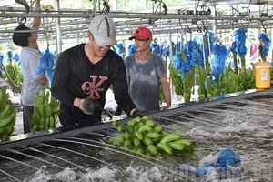 Người lao động thu hoạch chuối tại một trang trại trồng chuối ở huyện Củ Chi, TPHCM. Nguồn: Thanhuytphcm