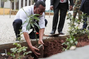 Thủ tướng Ethiopia Abiy Ahmet tham gia trồng cây xanh cùng người dân. Ảnh: The Guardian