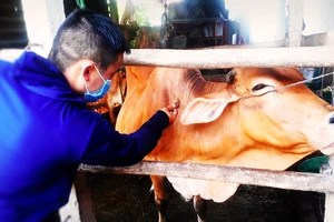 Cán bộ thú y tiêm vaccine phòng bệnh viêm da nổi cục cho đàn bò ở xã Mỹ Lộc, huyện Phù Mỹ, tỉnh Bình Định. Ảnh: NGỌC OAI