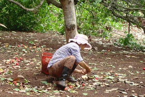 Nông dân Bình Phước thu hoạch điều chín rụng
