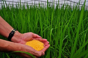 Giống “gạo vàng” biến đổi gene 