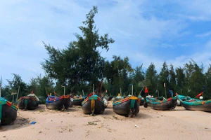 Ngư dân huyện Cẩm Xuyên, Hà Tĩnh kéo thuyền vào rừng phi lao để tránh bão. Ảnh: DƯƠNG QUANG