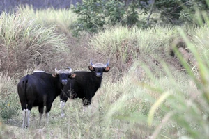 Bò tót trong Khu Bảo tồn Thiên nhiên - Văn hóa Đồng Nai