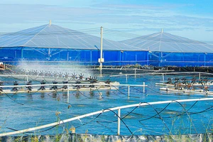 Lĩnh vực thủy sản của Sóc Trăng đạt giá trị xuất khẩu trên 1,03 tỷ USD, năm 2021