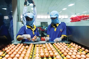 Làm sạch, đóng gói trứng tại Công ty cổ phần thực phẩm Vĩnh Thành Đạt. Ảnh: THANH HẢI