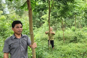 Một góc rừng lim 3 năm tuổi do ông Sự ươm trồng tại xã Cao Quảng, huyện Tuyên Hóa, Quảng Bình