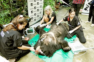Một con gấu được các chuyên gia cứu hộ