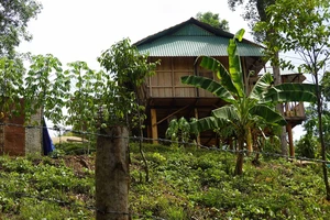Bình Định: Vợ chánh án tòa án huyện lấn chiếm đất rừng phòng hộ