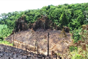 Rừng vẫn… “chảy máu”: Nhức nhối rẫy “nuốt” rừng