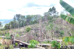 Rừng ở huyện Ia Grai, tỉnh Gia Lai bị tàn phá. Ảnh: HỮU PHÚC