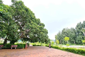 Khuôn viên khu lưu niệm Bác Hồ và cây đa Bác Hồ ở đảo Ngọc Vừng. Ảnh: PHẠM THƠ