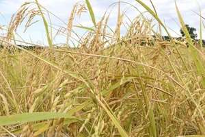 Chuyên gia Australia và Việt Nam phát triển giống lúa mới