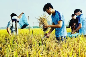 Sinh viên ngành Bảo vệ thực vật Trường ĐH An Giang thực hành về bệnh trên cây lúa
