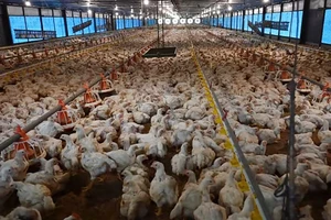 Một trang trại gà ở Indonesia áp dụng công nghệ chăn nuôi của Pitik. Ảnh: CAN