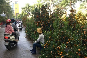Hà Nội: Nhộn nhịp chợ hoa, siêu thị
