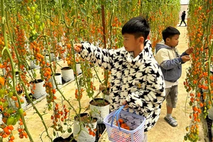 Du khách trải nghiệm hái cà chua cherry ngay tại vườn ở Đà Lạt