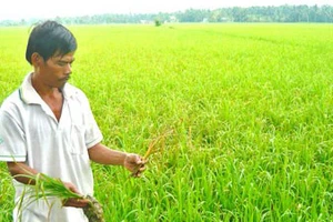 Trà Vinh: Chuyển đổi hơn 1.500ha đất trồng lúa sang cây trồng khác
