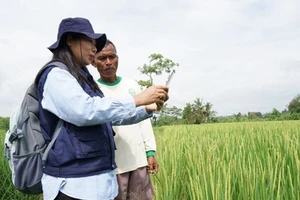 Một nhân viên khuyến nông thu thập dữ liệu nông nghiệp trên thiết bị di động tại Bali, Indonesia
