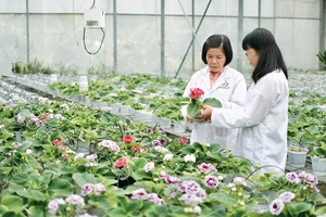 Khu thực nghiệm các giống hoa mới tại Trung tâm Công nghệ sinh học TPHCM. Ảnh: VIẾT CHUNG - ĐĂNG QUÂN