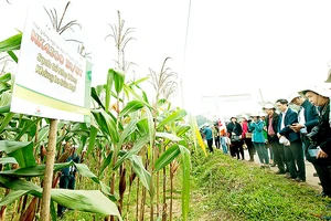 Thực nghiệm trồng bắp biến đổi gen ở Thái Nguyên