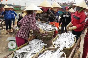 Nghề đánh bắt cá hố ở làng Cảnh Dương duy trì gần 400 năm qua