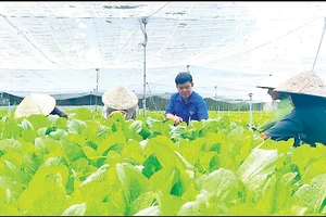 Anh Trần Văn Tam hướng dẫn công nhân (Trang trại Trồng rau ăn lá, huyện Củ Chi, TPHCM) thu hoạch rau đúng cách
