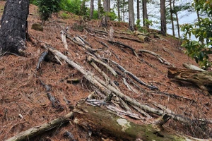 Lâm Đồng: Rừng thông 3 lá ở dưới chân núi Voi bị tàn phá