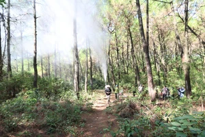 Hà Tĩnh: Cơ bản kiểm soát sâu róm gây hại rừng thông phòng hộ