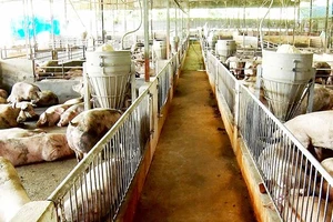 Cargill khánh thành nhà máy thức ăn chăn nuôi thứ 12