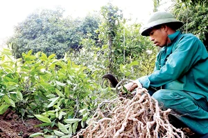 Bảo tồn và phát huy giá trị cây thuốc Việt - Bài 1: “Vàng xanh” đang cạn kiệt