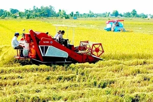 Hơn 10.000ha canh tác lúa gạo bền vững