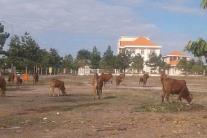 Chăn thả bò ở khu trung tâm hành chính huyện 